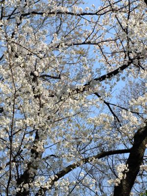せせらぎ公園の染井吉野
