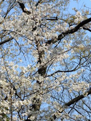 せせらぎ公園の染井吉野
