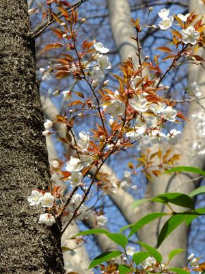 せせらぎ公園のヤマザクラ
