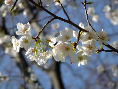 せせらぎ公園の染井吉野
