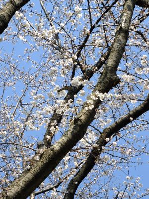 せせらぎ公園の染井吉野
