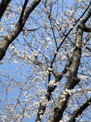 せせらぎ公園の染井吉野
