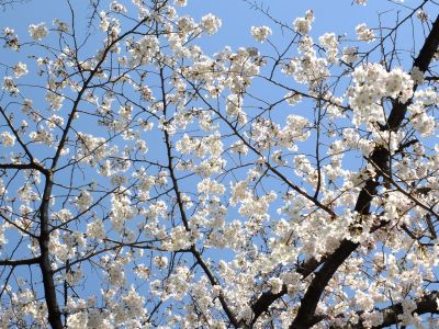 せせらぎ公園の染井吉野
