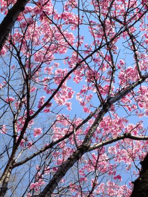 せせらぎ公園の横浜緋桜
