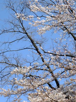 せせらぎ公園の染井吉野
