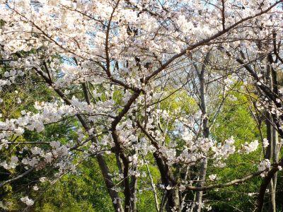 せせらぎ公園の染井吉野
