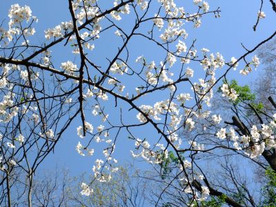 せせらぎ公園の染井吉野
