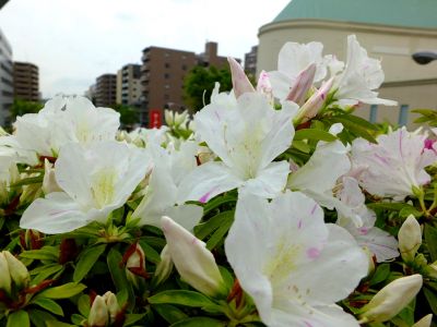 都筑区役所前の歩道橋（つつじの花）
