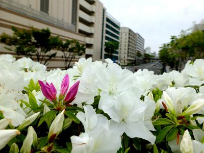 都筑区役所前の歩道橋（つつじの花）

