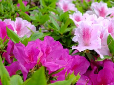 都筑中央公園への歩道（つつじの花）
