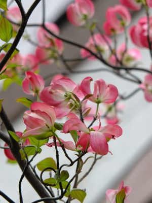 都筑中央公園への歩道（はなみずき）
