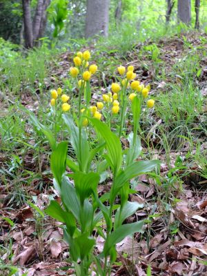 都筑中央公園（金蘭）
