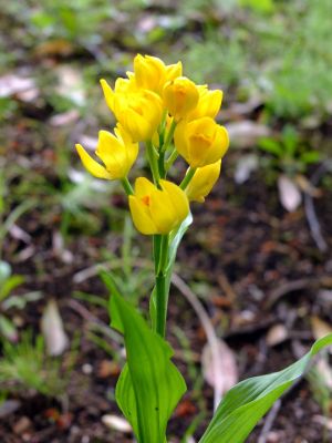 ささぶねの道（金ラン）
