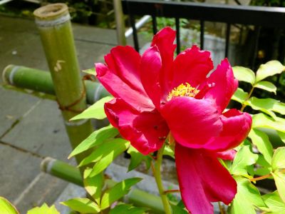 心行寺（浄土宗）
