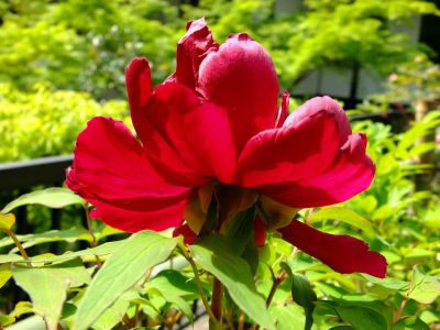 心行寺（浄土宗）
