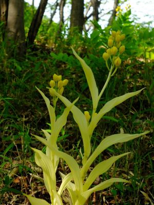 都筑中央公園（金ラン）
