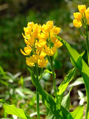 都筑中央公園（金ラン）

