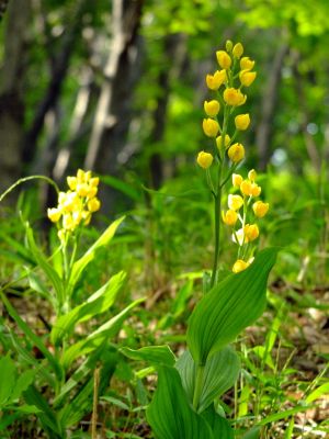 都筑中央公園（金ラン）

