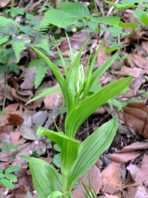 都筑中央公園（銀ラン）
