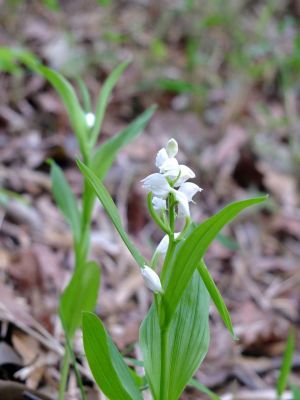 都筑中央公園（銀ラン）
