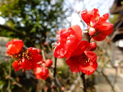 心行寺ぼけの花

