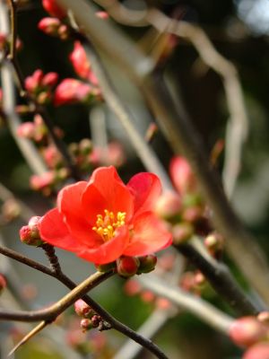 心行寺ぼけの花
