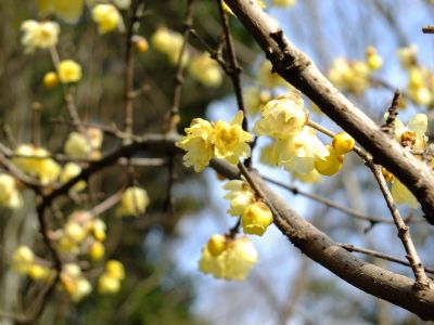 都筑中央公園ろうばい
