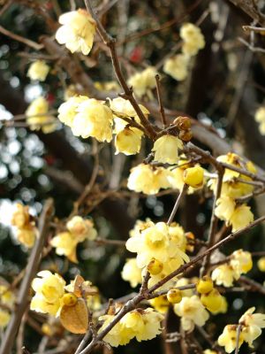 荏田南町ろうばい
