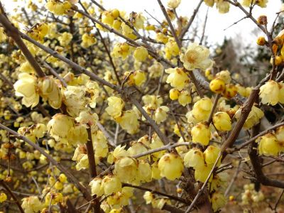 荏田南町ろうばい
