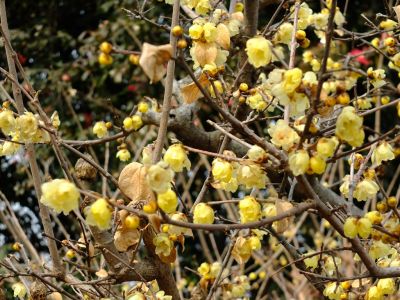 荏田南町ろうばい
