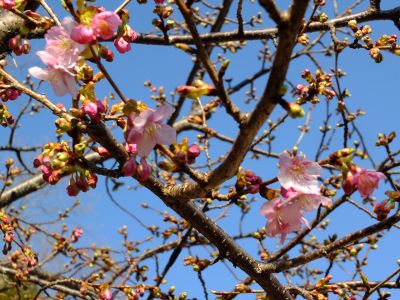 荏田東4丁目河津桜

