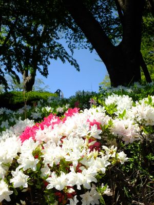 鴨池公園（つつじ）
