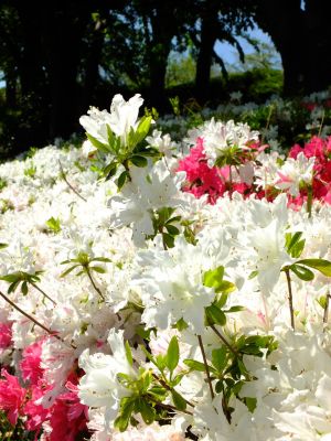 鴨池公園（つつじ）
