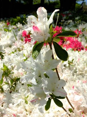 鴨池公園（つつじ）
