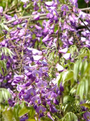 ささぶねの道（ささぶね橋　藤の花）
