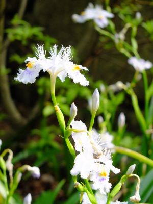 正覚寺（しゃが）
