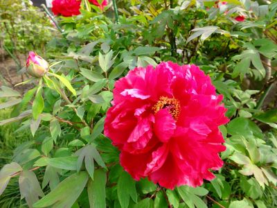 正覚寺（しゃくやく）
