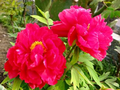 正覚寺（しゃくやく）
