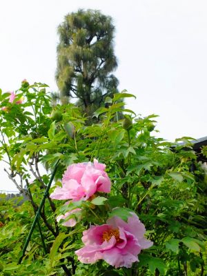 正覚寺（しゃくやく）
