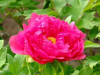 正覚寺（しゃくやく）
