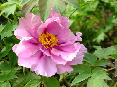 正覚寺（しゃくやく）
