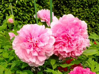 正覚寺（しゃくやく）
