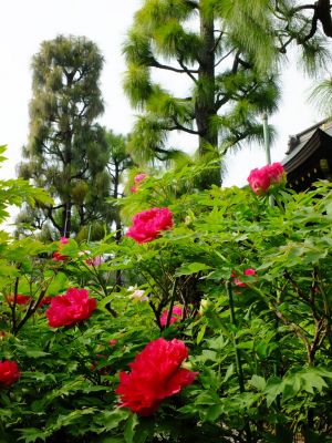 正覚寺（しゃくやく）
