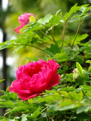 正覚寺（しゃくやく）
