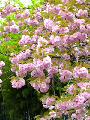 正覚寺（八重桜）
