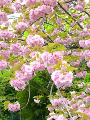 正覚寺（八重桜）
