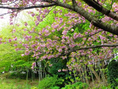 正覚寺（八重桜）
