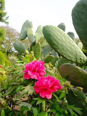 正覚寺（しゃくやく）
