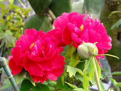 正覚寺（しゃくやく）
