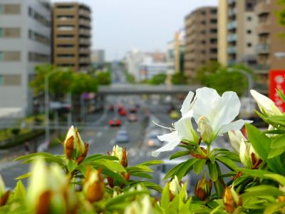 区役所通り（つつじ）
